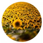 CHAMP-TOURNESOL