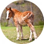 aplatisseur pour cheval