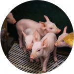 elevage de cochons