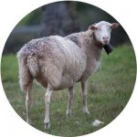 elevage mouton